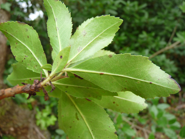 Verso des feuilles. Agrandir dans une nouvelle fenêtre (ou onglet)